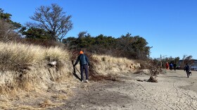 Volunteers begin transplanting beach grass from an eroding dune at Popham Beach state park.