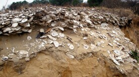 A typical Native American oyster deposit, or midden, dating to about 1,000 years ago. Archaeologists are finding clues to sustainable oysters harvesting in these remains.