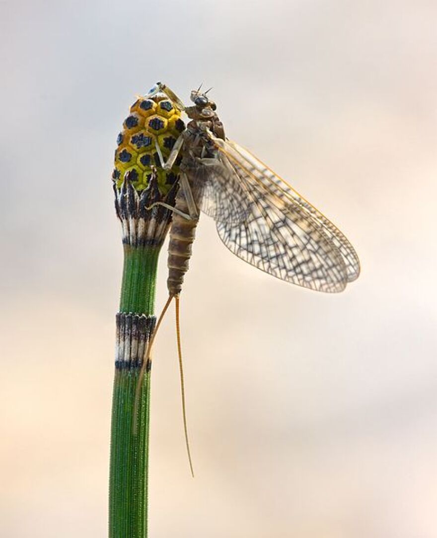 A March brown mayfly