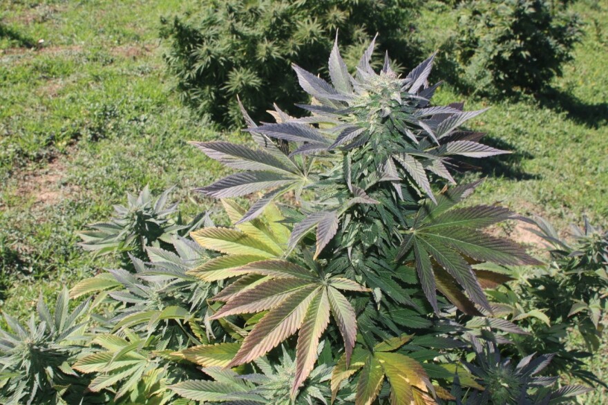 Hemp has many industrial applications, from textiles to plastics and construction materials.