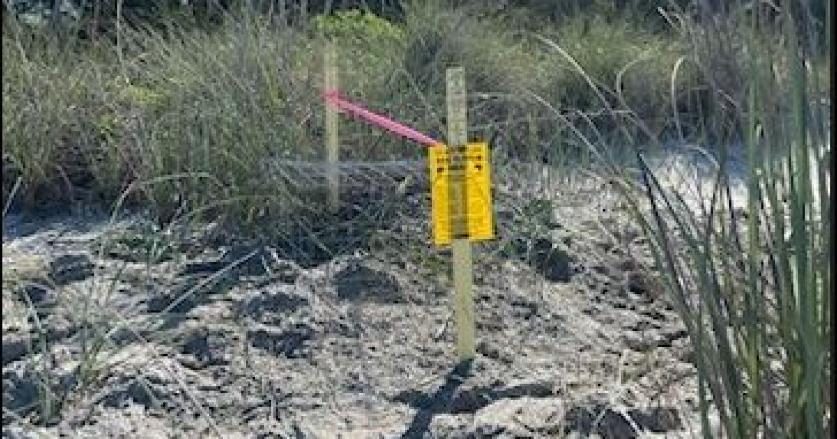 Loggerhead begins sea turtle nesting season on Casey Key | WGCU News ...