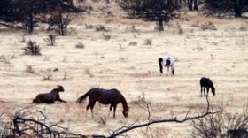 Wild horses graze on the Warm Springs reservation in Central Oregon. CREDIT: TOM BANSE/N3