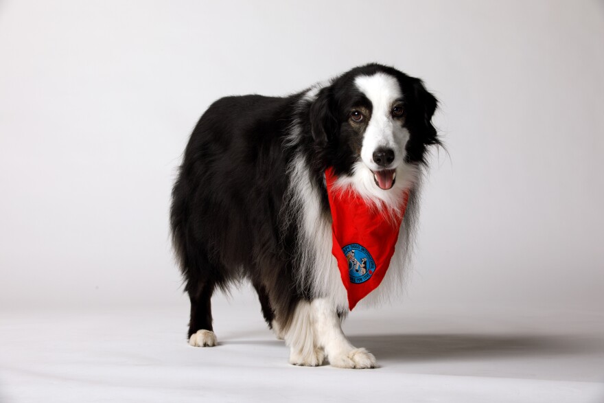 A black and white dog with a red bandana.