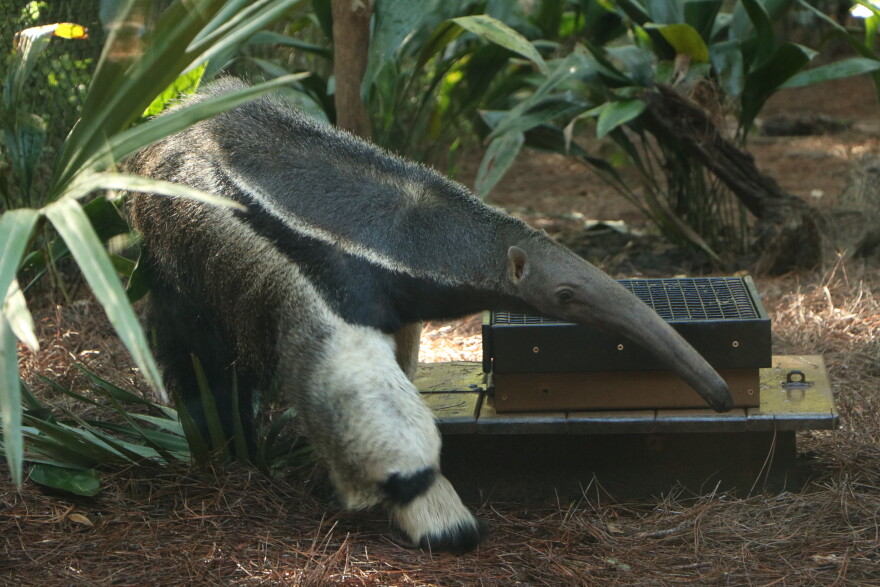 This 17-year-old, 90-pound giant anteater is the newest guest animal at Tallahassee Museum