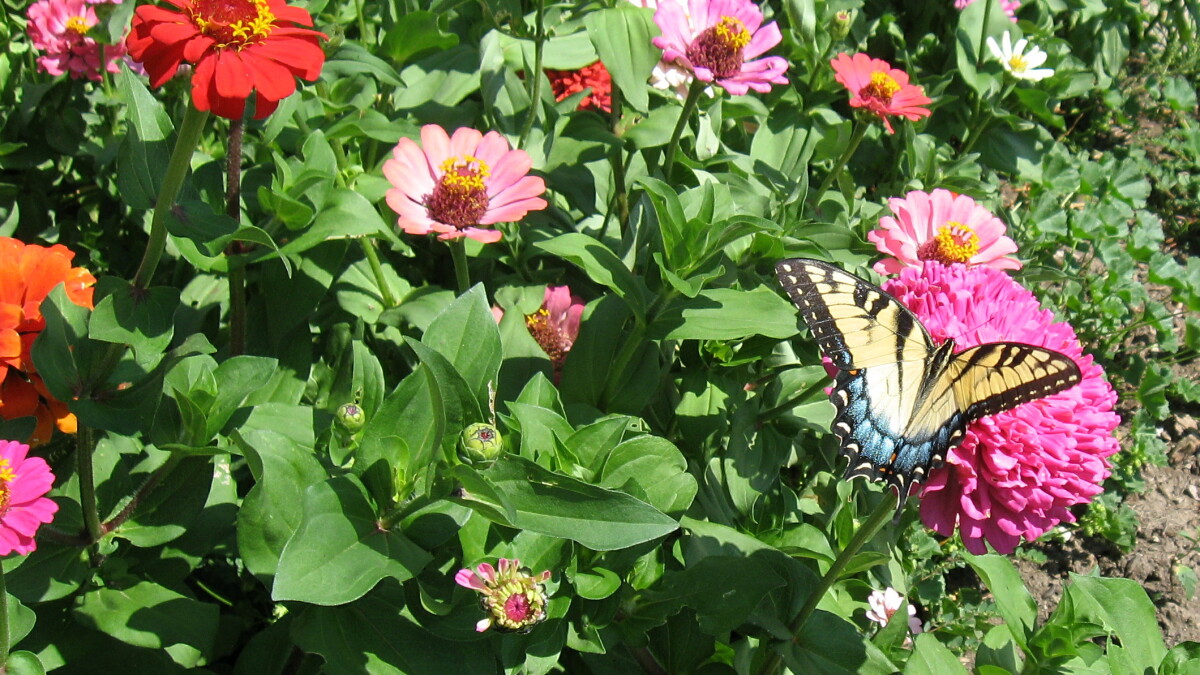 Sharing the seeds - Vimarsana News