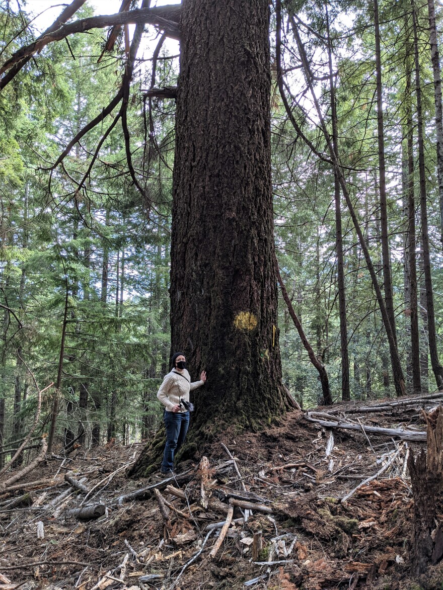 Reporter Sarah Reith with "Dotty," a large marked Douglas fir in a grove of smaller marked trees.