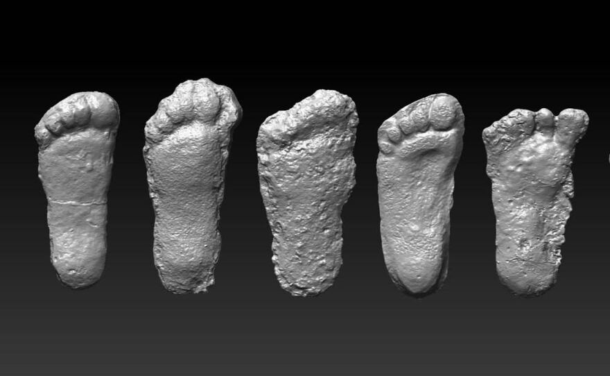 Various scans of large footprints said to be created by a Sasquatch or Bigfoot from the laboratory of Jeff Meldrum, a professor of anatomy and anthropology at Idaho State University. Meldrum told KLCC evaluating the gait and anatomy of bipedal species is among his expertise. He said he guards against hoaxes, and that there are several features of the impressions he's made that are consistent with the footprints you'd expect from a large primate who's adapted to walk in the forests of the Pacific Northwest. Meldrum is participating in the Glide Sasquatch Festival as an invited expert on July 21 and 22.