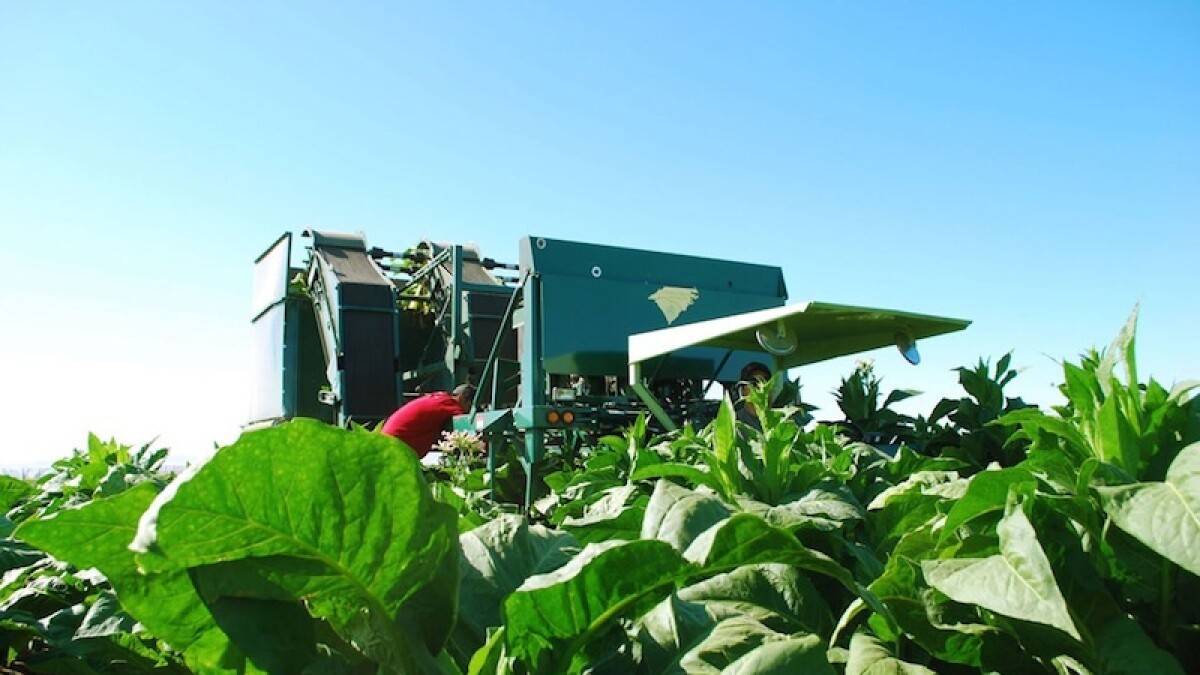 reservation tobacco $58 Million Judgment Adds To Woes Of Cigarette Maker On Yakama Tribes hope tradition will fight