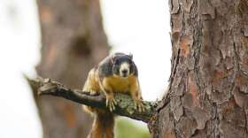 Southern fox squirrel