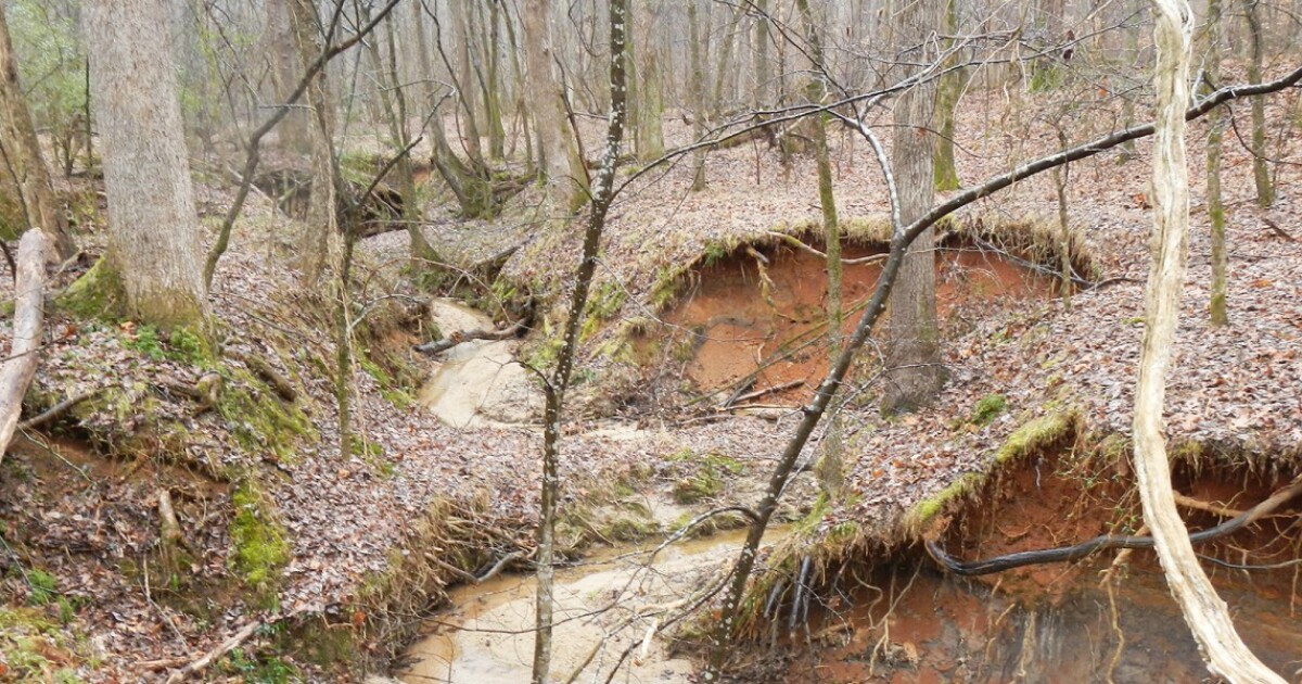 Reedy Creek To Receive 7 Million Restoration WFAE 90.7 Charlotte's