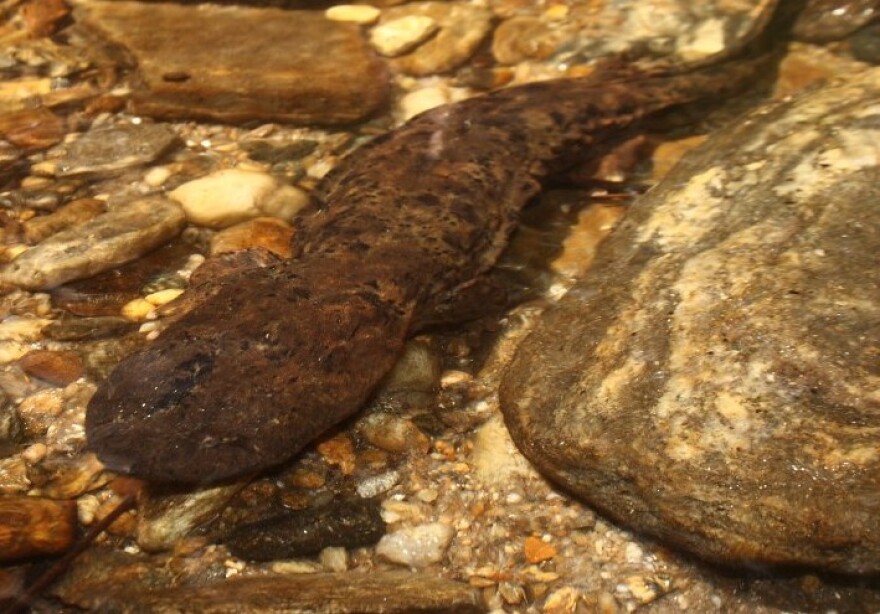 An eastern hellbender, found in North Carolina in 2009.