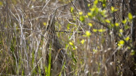 An American bittern relies on its feathers to blend into the surrounding grass of the Okefenokee National Wildlife Refuge, Wednesday, March 30, 2022, in Folkston, Ga.