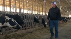 Brian Rexing walks through a barn housing some of his 1,200 cows.