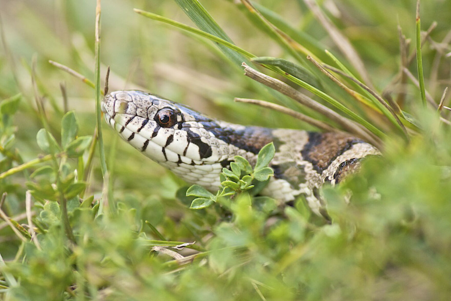 Eastern milksnake