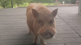 A pig stares in through Rachel Hopkin's patio door