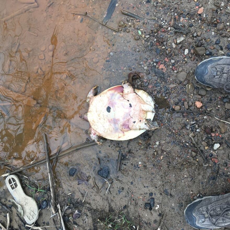 A dead turtle on the banks of Pine Creek.
