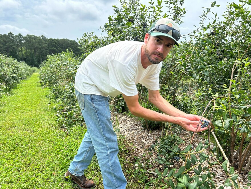 Each spring, just as his blueberry bushes are flowering, Hail Bennett rents bees from a commercial beekeeper to pollinate his plants.