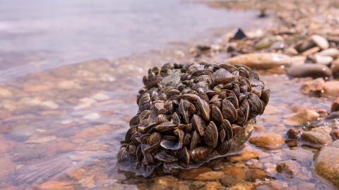 Invasive zebra mussels damage boats, pose an injury risk to humans and harm native species.