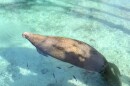 A gentle sea cow floats in the bright aqua waters of Crystal River