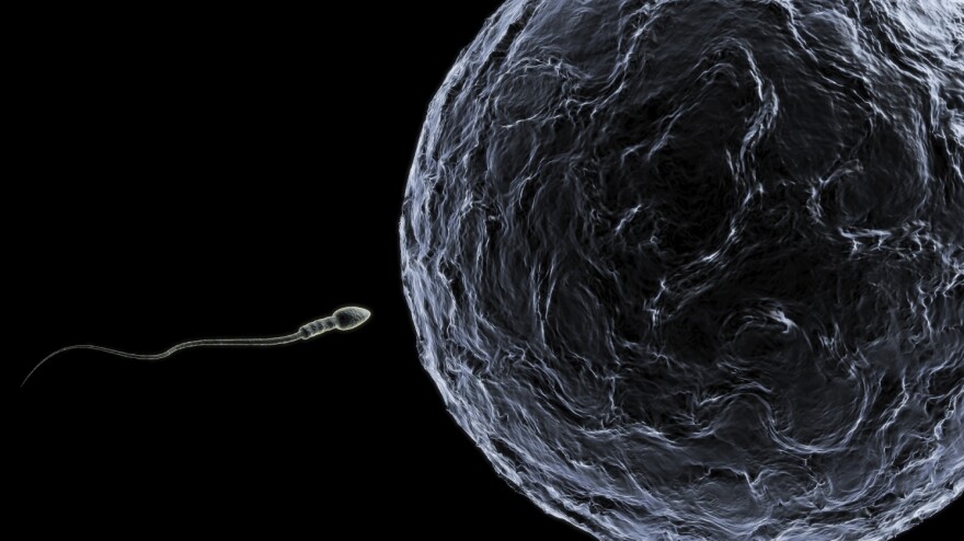 New research could be promising for infertile men. Scientists were able to make immature sperm cells from skin cells. Their next challenge is to make that sperm viable.