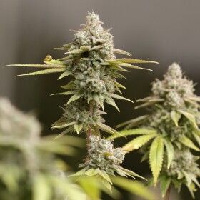 FILE - Marijuana buds ready for harvest rest on a plant in Ohio.