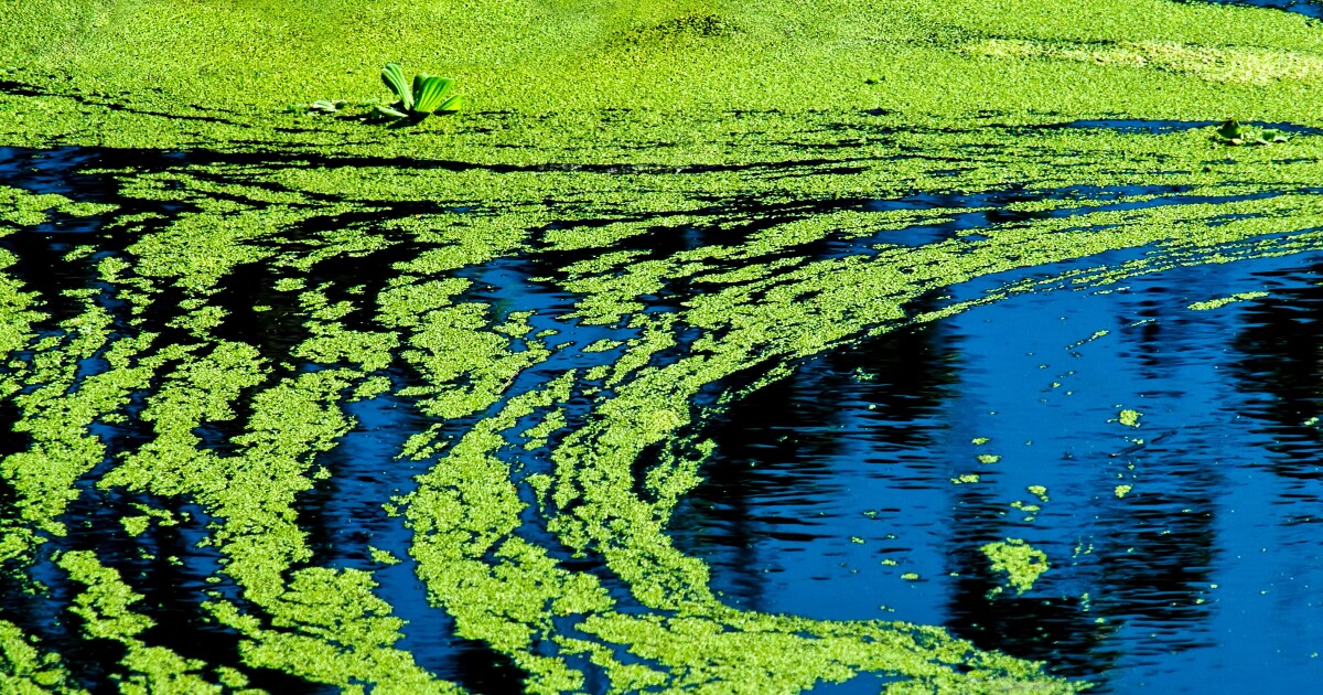 State Task Force Ponders Toxic Algae Water Quality Standard WUSF