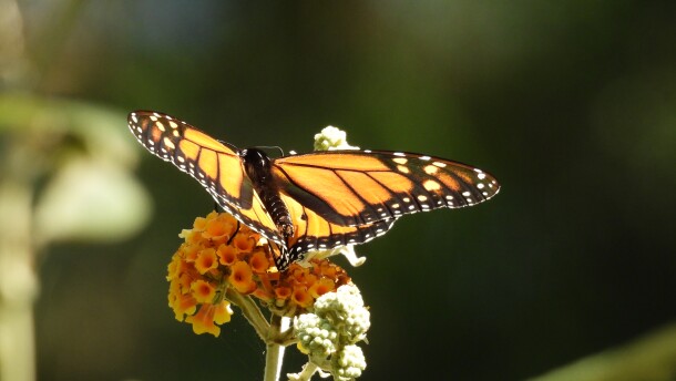 A monarch butterfly adorned with orange and black wings with white spots on the edges lands on an organge flower. 