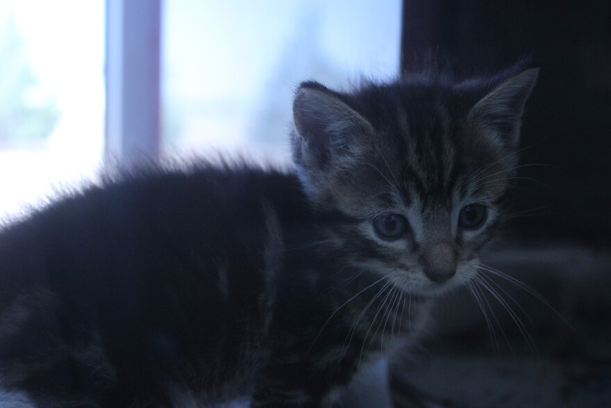 A cute kitty looking through glass waiting for a new home. 