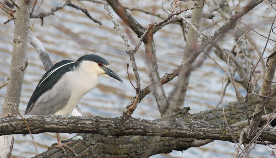 Black-Crowned Night Heron — Shelton, Conn.