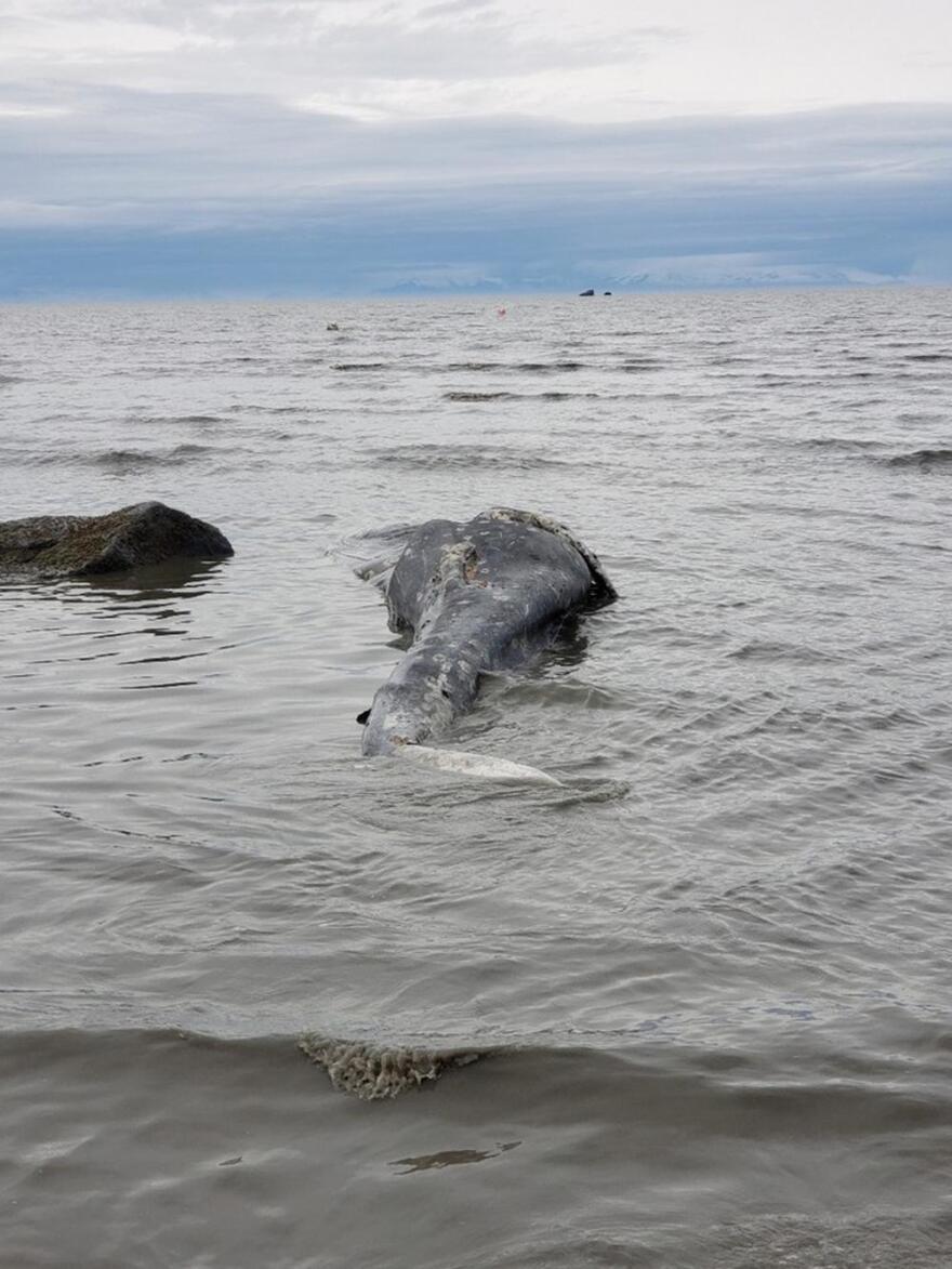 A young dead grey whale was found near Clam Gulch on the Kenai Peninsula last week. (Photo courtesy of NOAA)