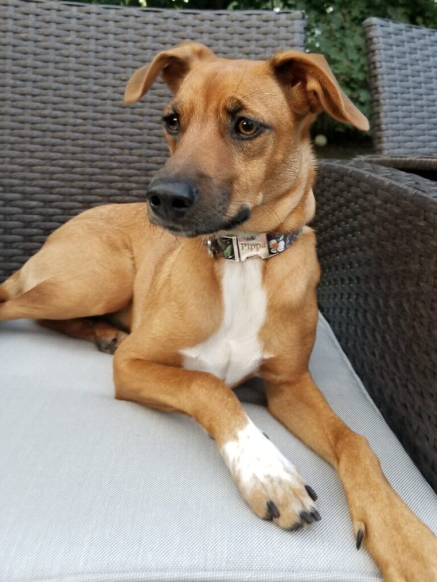 Pippa