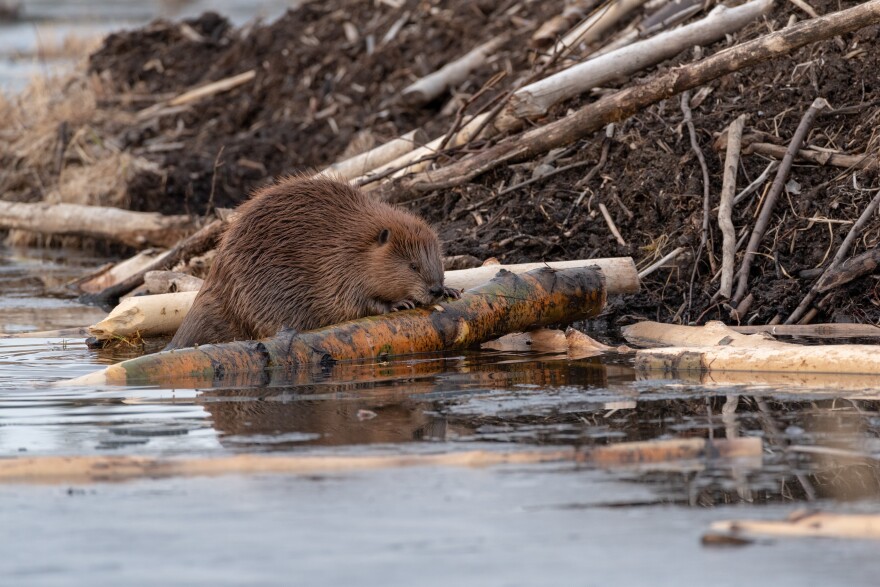 These aquatic rodents may appear to be destructive, but a new study has found that the benefits of reintroducing beavers to the Milwaukee River include helping prevent downstream flooding.