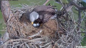 Two eggs, laid November 8 and November 11, were closing in on the average 36-day incubation period when the first egg showed a pip and the hatch began. The eggs are the second clutch of eggs from F23 and M15. E24 was hatched at 4:01 p.m. Saturday.