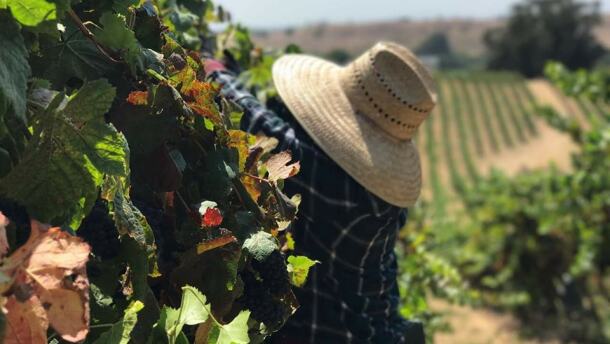 A person picking grapes wearing a large straw hat.