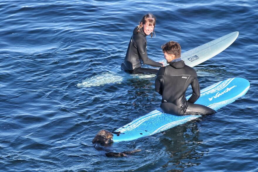 Otter 841 bites the tail of the foam board that Patricio Guerrero (right) was borrowing from a friend.