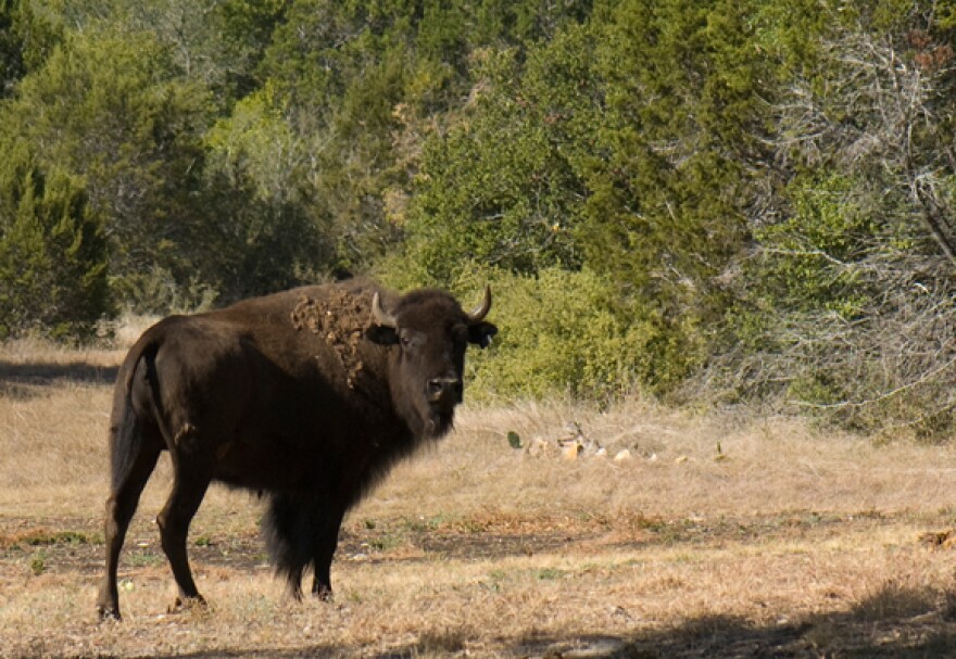 An American Bison was found at the Lady Bird Johnson Wildflower Center on Saturday after it escaped from its owner 10 miles away.