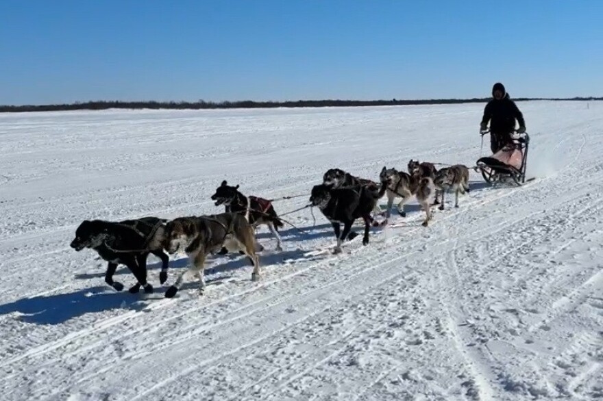 Kwethluk musher Michael Larson pulls into a first-place finish on the Bethel riverfront in the K300-sponsored 50-miler race on March 21, 2026.