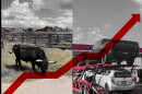A red line goes up, crossing over a picture of cattle grazing and cars on a big rig truck