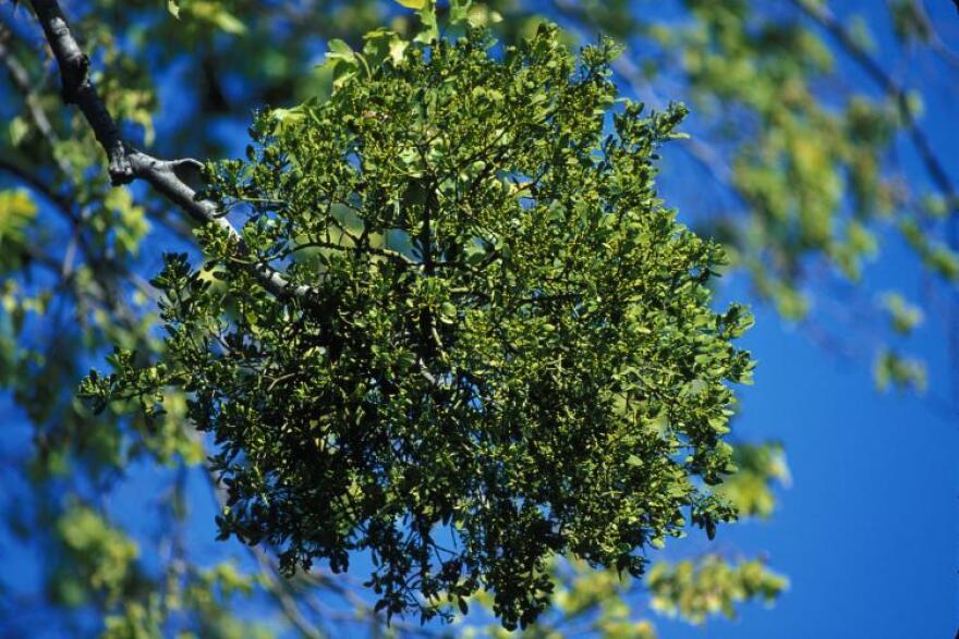 Mistletoe clump sometimes called "witches broom."