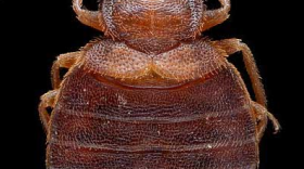 Bed Bug
