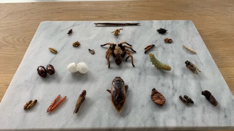 Bugs spread out on a serving dish