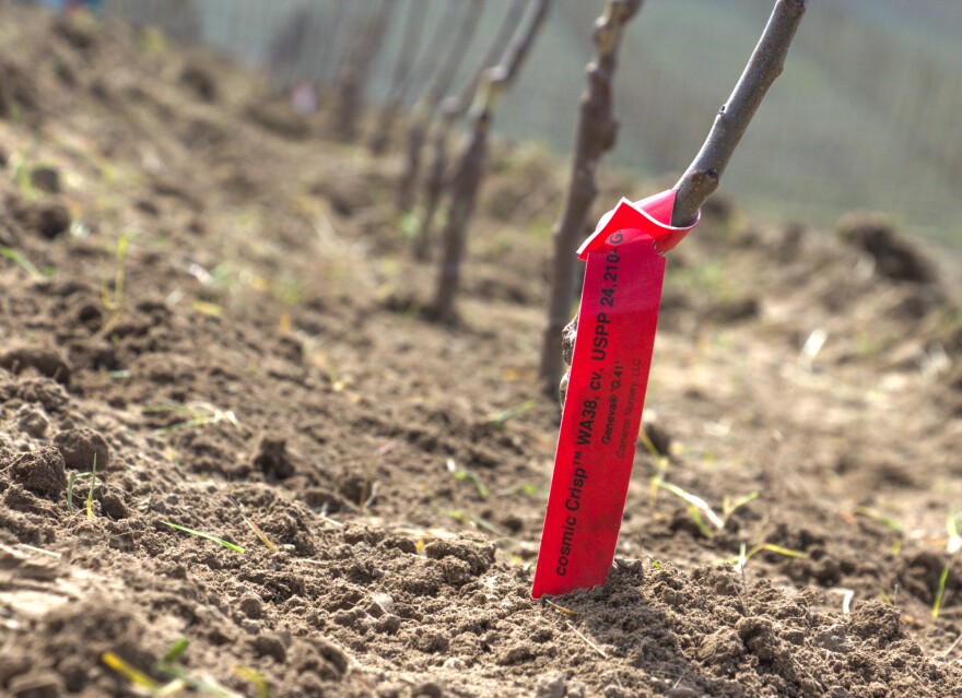 A freshly planted Cosmic Crisp tree, grafted onto a Geneva 41 root.