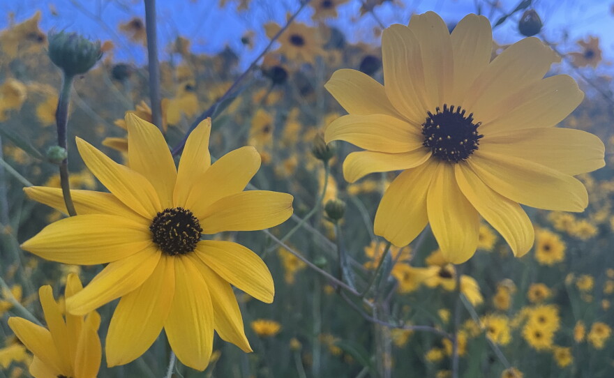 The Pepper Ranch Preserve in Pepper Ranch Preserve in Immokalee is also experiencing a native sunflower bloom. A period for viewing the 2025 annual bloom event of native Southeastern sunflowers is available at https://tinyurl.com/PepperRanchSunflowers.