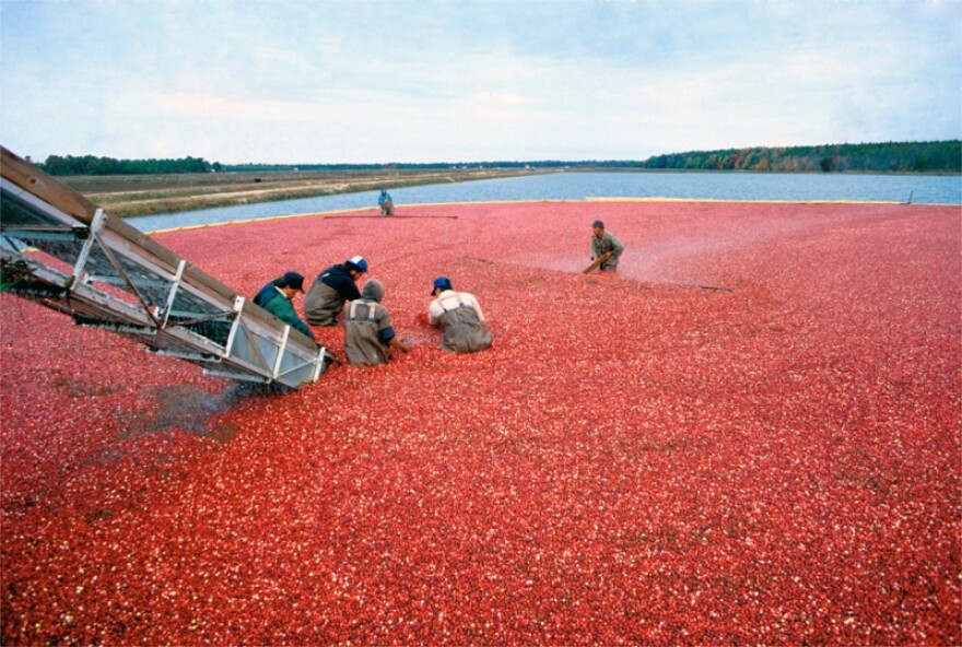 USDA data indicates that the price of cranberries has plummeted 57 percent over the last ten years, from about $58 per barrel in 2008 to $25 in 2018.