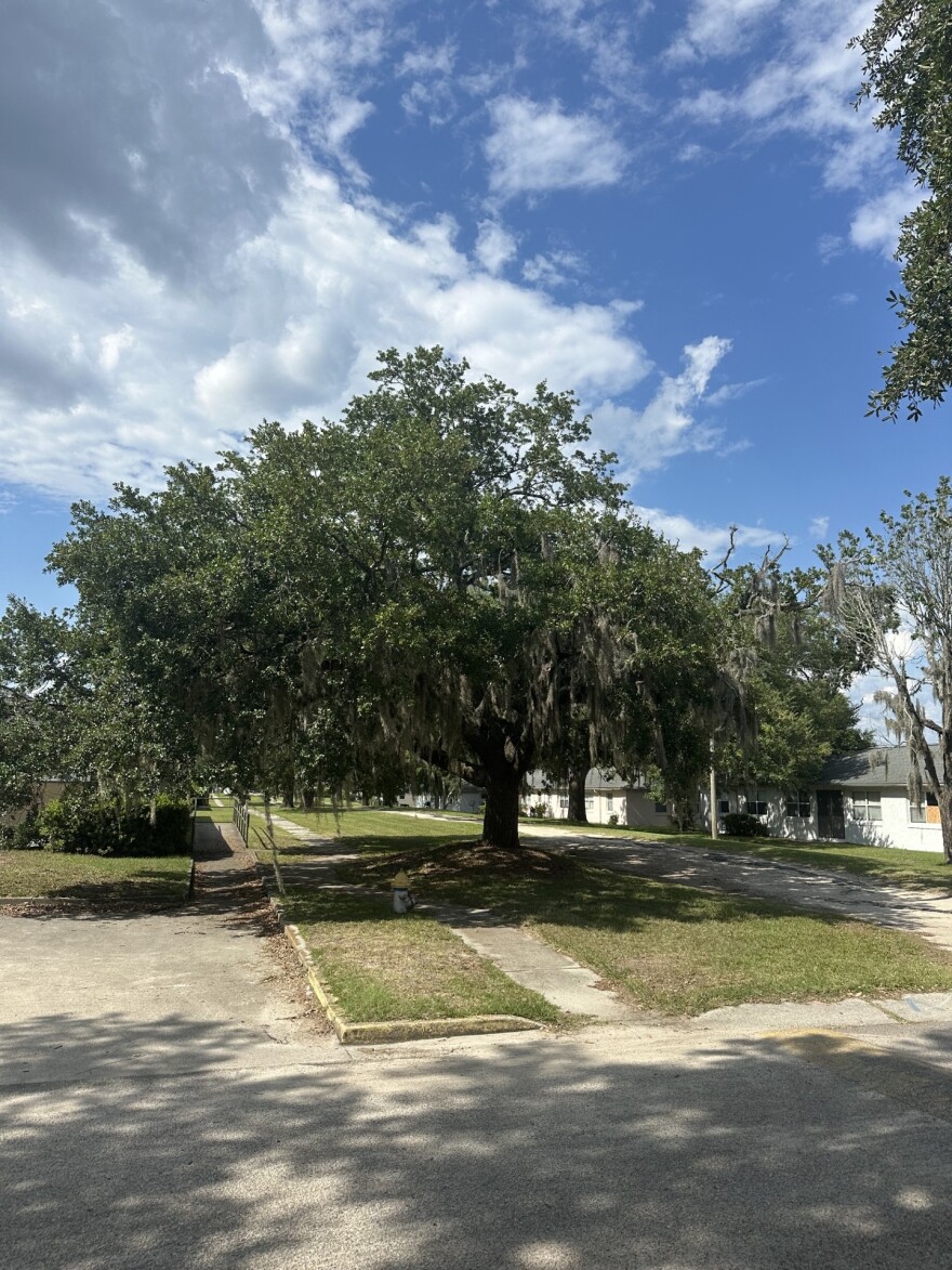 One of the trees on the Hillcrest property