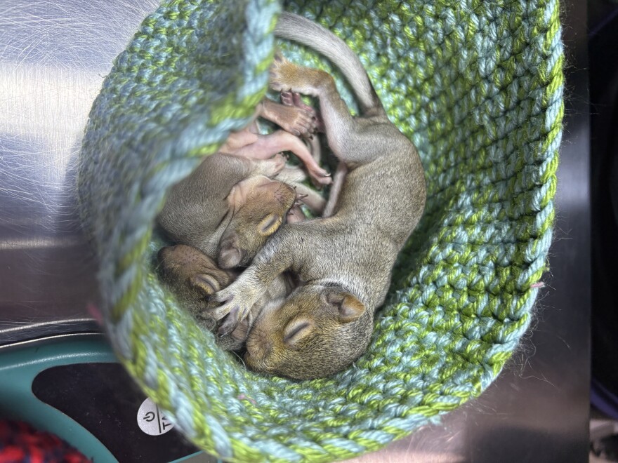 Several baby squirrels cuddle in a knit container on a metal table. 