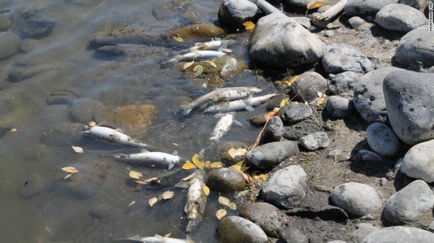 A fish-killing disease prompted the closure of 180 miles of the Yellowstone River and hundreds of miles of tributaries in August 2016.