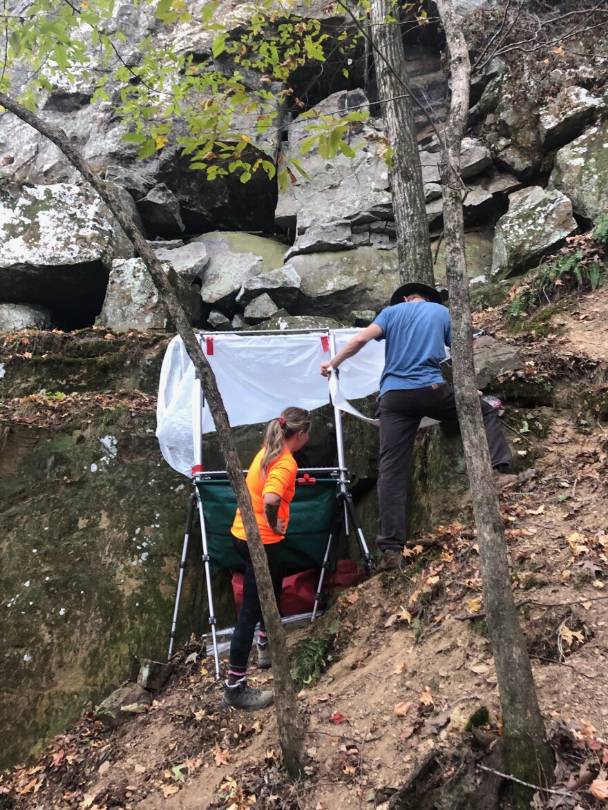 Scientist Crystal Griffin, with Environmental Solutions & Innovations, Inc. in Fayetteville, and Ozark Highlands Biologist, Pedro Ardapple with U.S. Fish and Wildlife Service, set up a harp trap over rock crevice inhabited by bats.