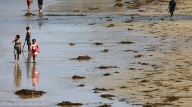 Beachgoers walk past dying kelp near Scripps Pier on Aug. 7, 2018 in San Diego. A researcher said the area has seen above average amounts of dying patties of kelp recently which is attributed to warmer ocean temperatures. (Mario Tama/Getty Images)