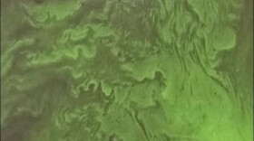 A aerial shot taken by Calusa Waterkeeper volunteer pilot Ralph Arwood shows a bright-green swirl of blue-green algae on the surface of Lake Okeechobee just days ago